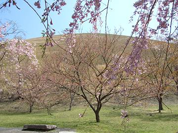 大室山　桜の里